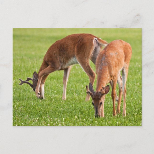 Postal Grazing Bucks (Anverso)