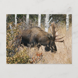 Postal Grazing Bull Moose