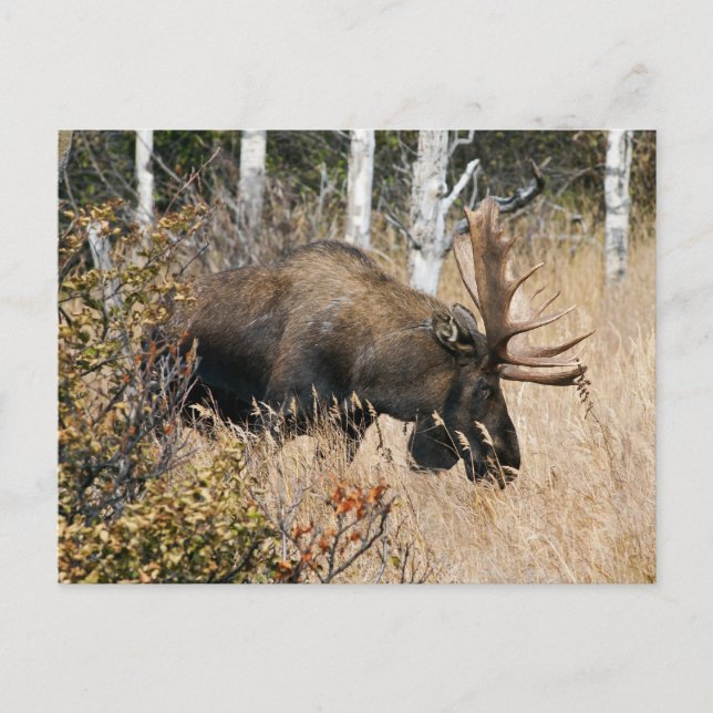 Postal Grazing Bull Moose (Anverso)