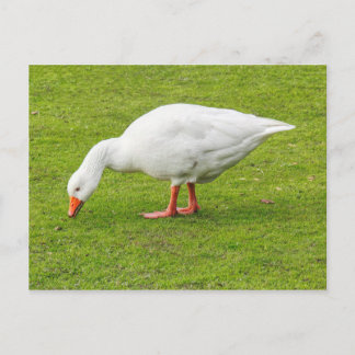 Postal Grazing Emden Goose