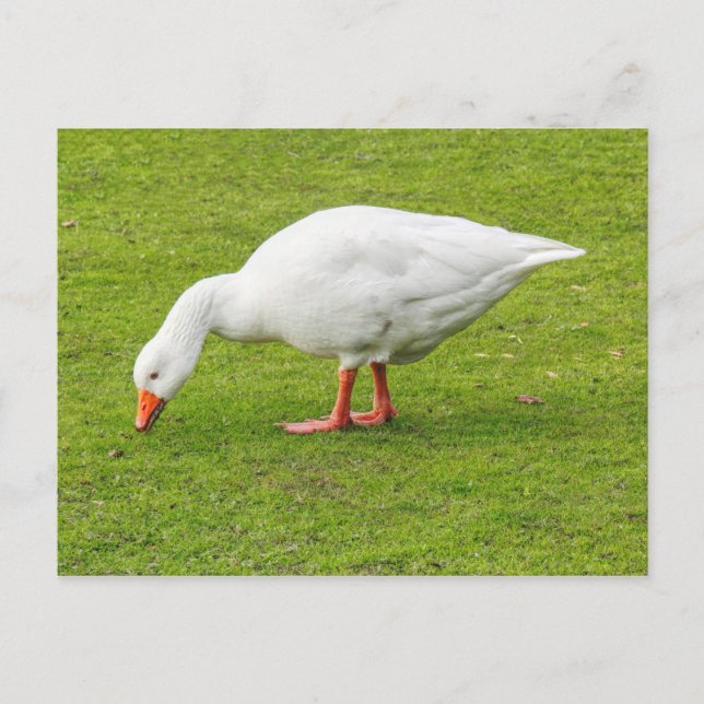 Postal Grazing Emden Goose (Anverso)