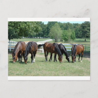 Postal Grazing Quarter Horses