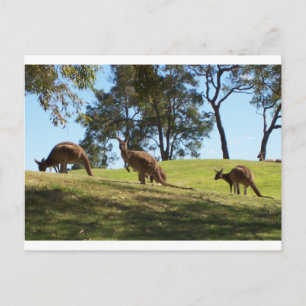 Postal Grazing Roos