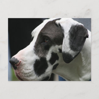 Postal Great dane
