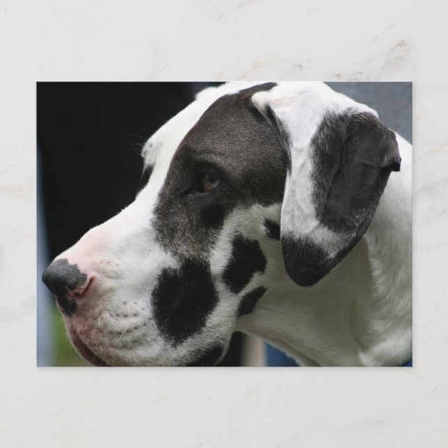 Postal Great dane (Anverso)