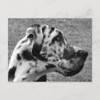 GREAT DANE