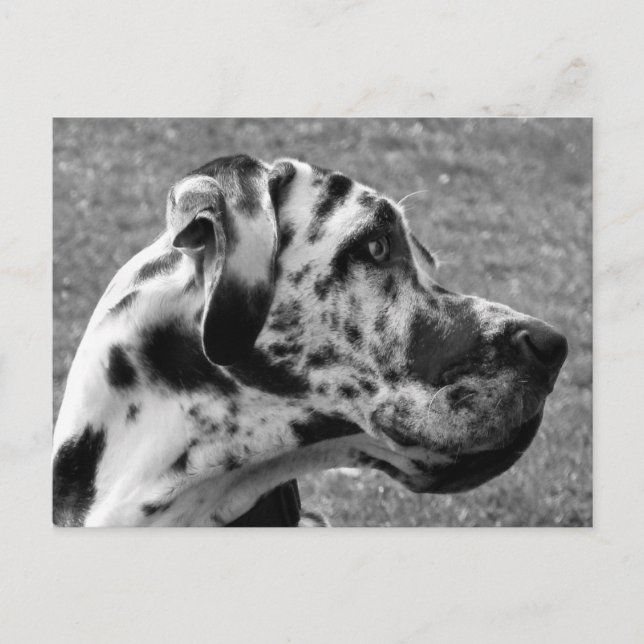 POSTAL GREAT DANE (Anverso)