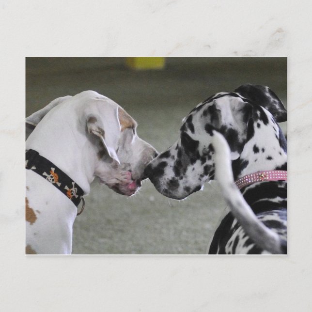 Postal Great Dane Best Friends (Anverso)