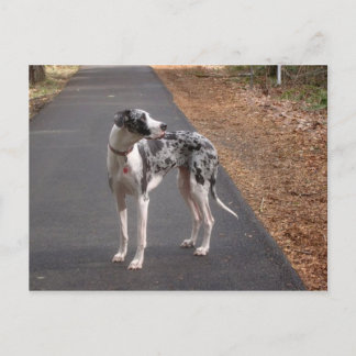 Postal Great Dane Marley