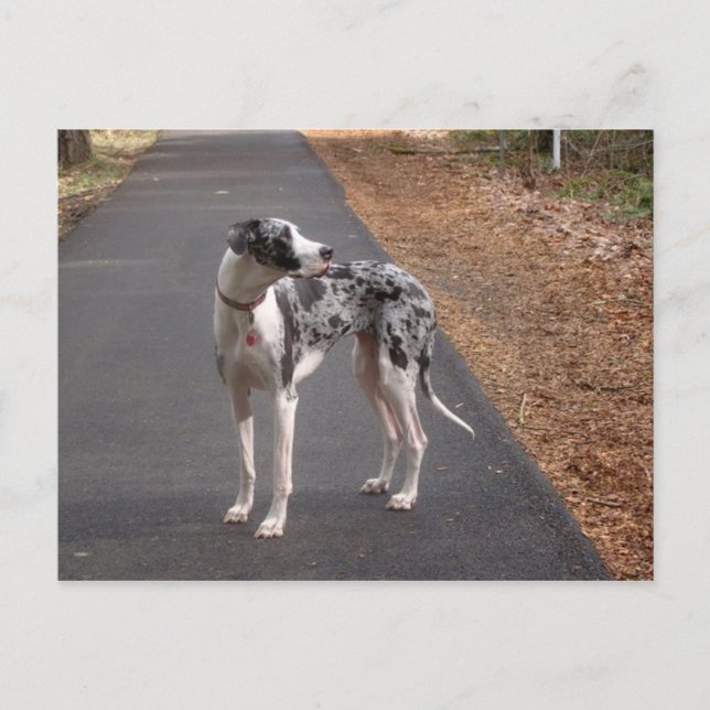 Postal Great Dane Marley (Anverso)