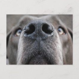 Postal Great Dane Nose