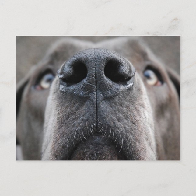 Postal Great Dane Nose (Anverso)