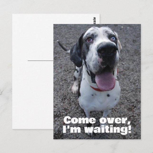 Postal Great Dane waiting for you  (Anverso / Reverso)