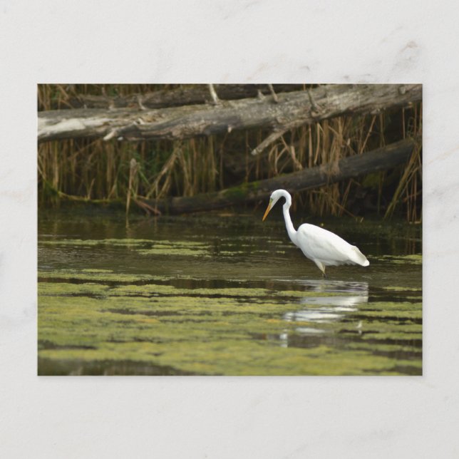 Postal Great Egret bird in the water (Anverso)