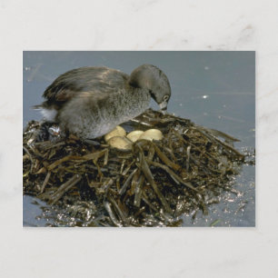 Postal Grebe de carrillada con nido