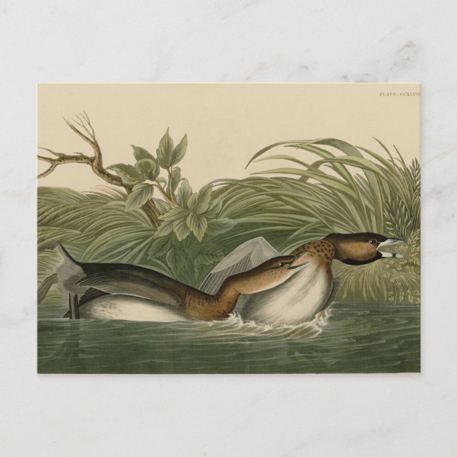 Postal Grebe de moto intercalada de los pájaros de Améric (Anverso)