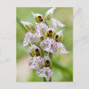 Postal Grecia, Creta. Orquídea en flor Orchis