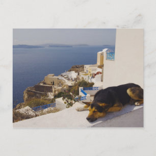 Postal Grecia, isla Santorini, ciudad de Oia, perro durmi