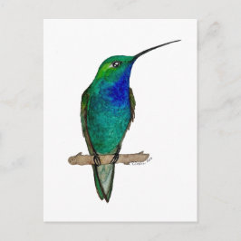 Postal Green-backed Hillstar Hummingbird