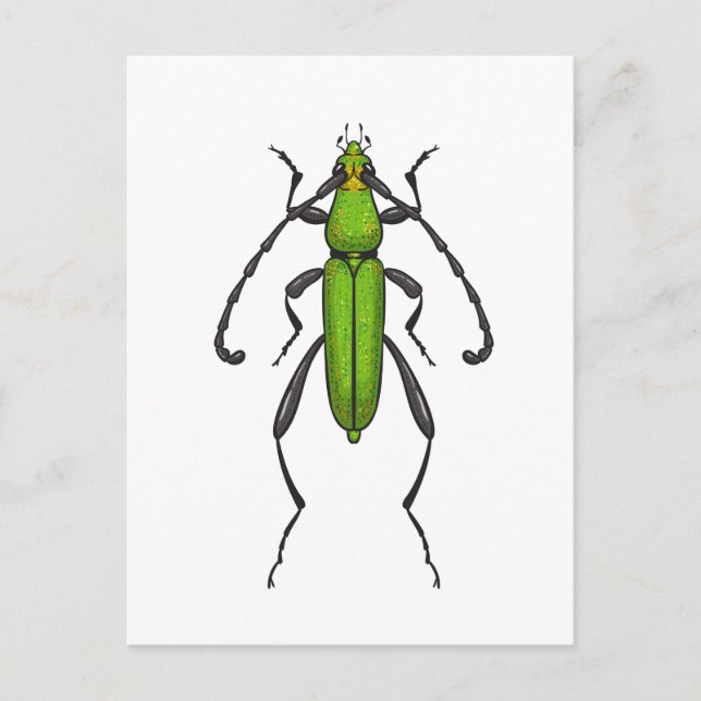 Postal Green beetle (Anverso)