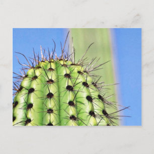 Postal Green Cactus Thorns