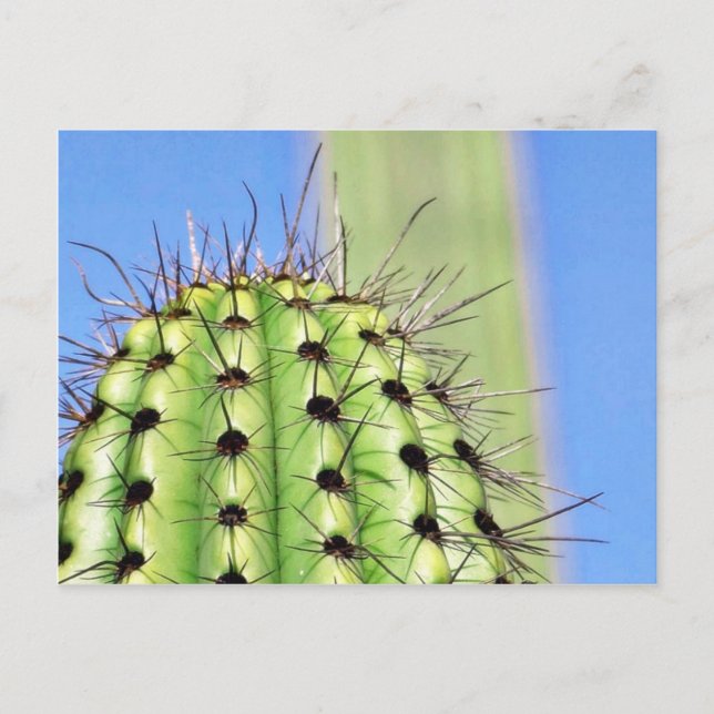 Postal Green Cactus Thorns (Anverso)
