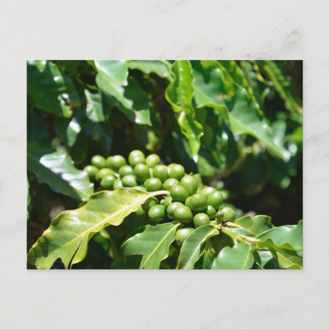 Postal Green Coffee Berries (Anverso)