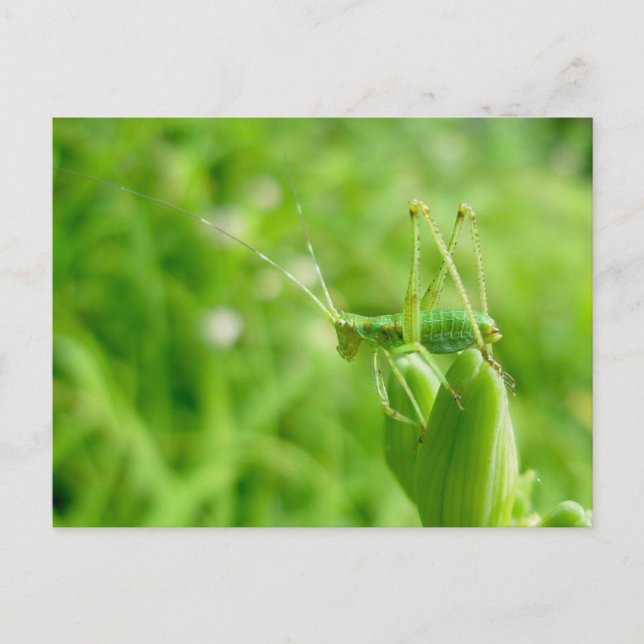 Postal Green Grasshopper on Daylily Buds Postcard (Anverso)