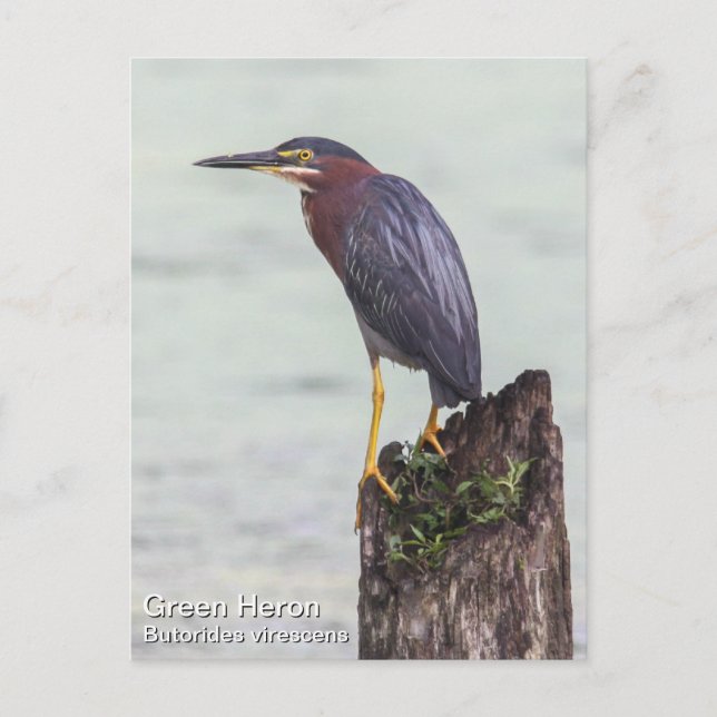 Postal Green Heron (Anverso)
