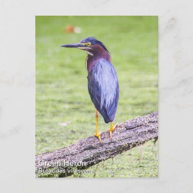 Postal Green Heron (Anverso)