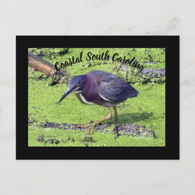 Postal Green Heron (Anverso)