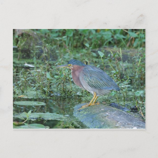 Postal Green Heron (Anverso)