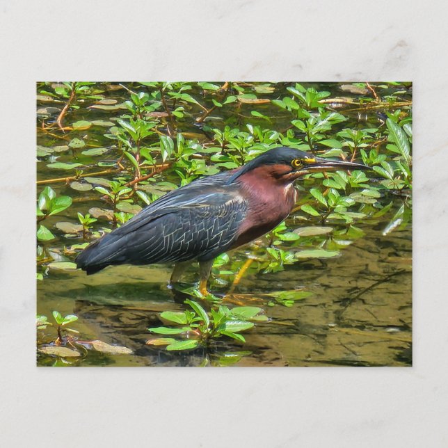Postal Green Heron (Butorides virescens) (Anverso)