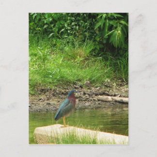 Postal Green Heron Post Card
