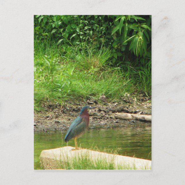 Postal Green Heron Post Card (Anverso)