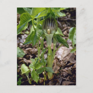 Postal Green Jack-In-The-Pulpit (Arisaema Atrorubens Var.