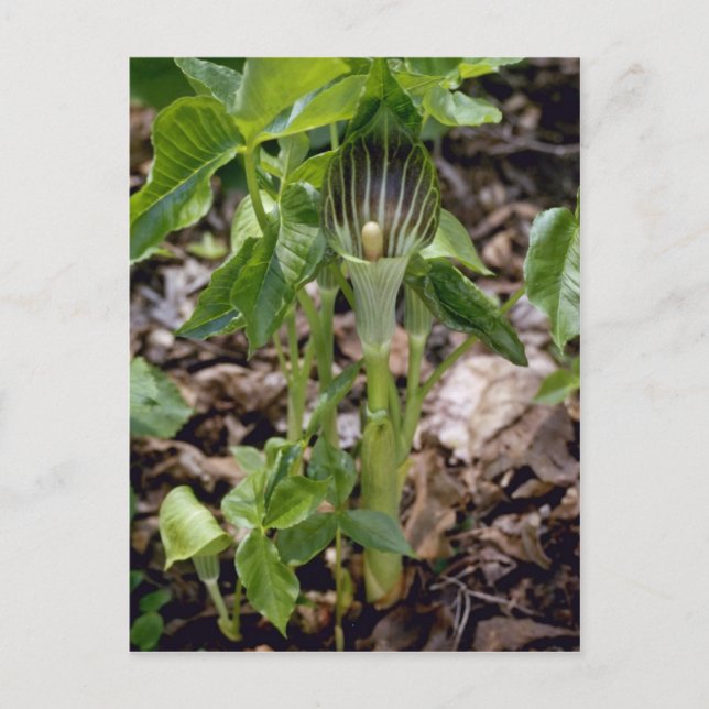 Postal Green Jack-In-The-Pulpit (Arisaema Atrorubens Var. (Anverso)