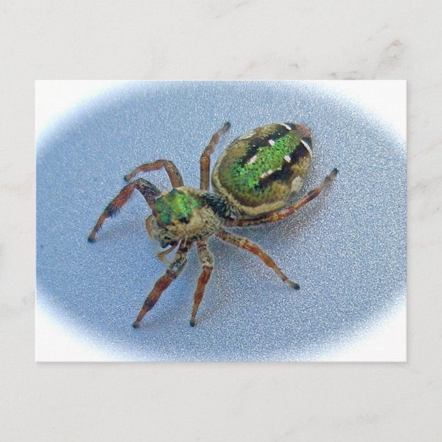 Postal Green Jumping Spider (Salticidae) (Anverso)