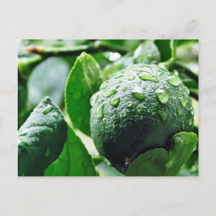 Postal Green Meyer Lemon