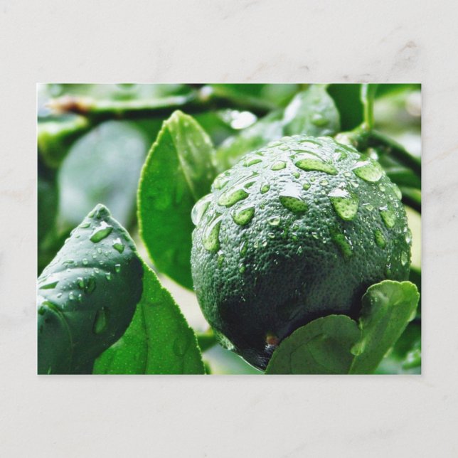 Postal Green Meyer Lemon (Anverso)