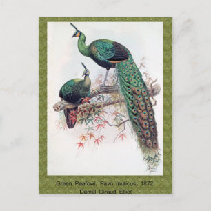 Postal Green Peafowl, Pavo muticus, monografía de Pha de