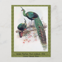 Postal Green Peafowl, Pavo muticus, monografía de Pha de 