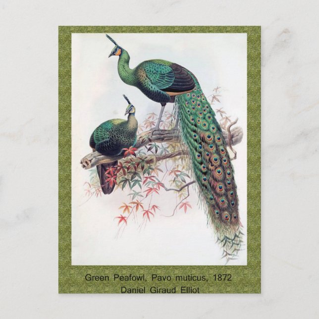 Postal Green Peafowl, Pavo muticus, monografía de Pha de  (Anverso)