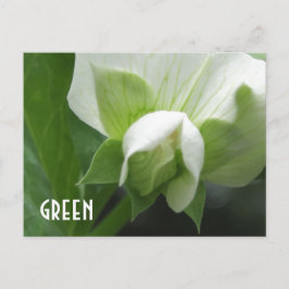Postal GREEN peas Pea Blossom personalizado plantilla pos