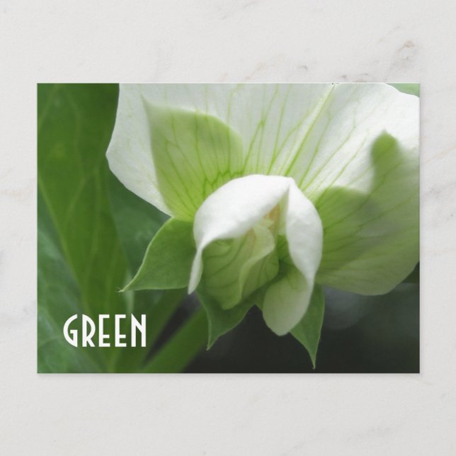 Postal GREEN peas Pea Blossom personalizado plantilla pos (Anverso)