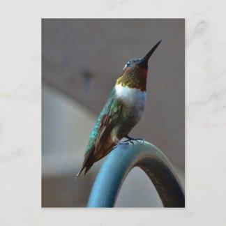 Postal Green Ruby little Hummingbird