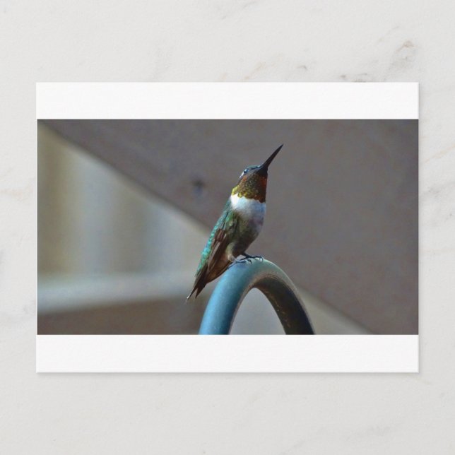 Postal Green Ruby little Hummingbird (Anverso)