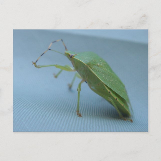 Postal Green Stink Bug Postcard (Anverso)