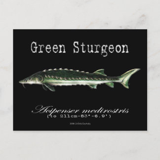 Postal Green Sturgeon-Black-Postcard