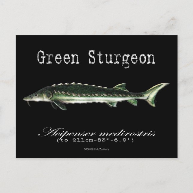 Postal Green Sturgeon-Black-Postcard (Anverso)